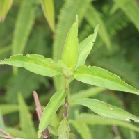 Hedyotis fruticosa L.